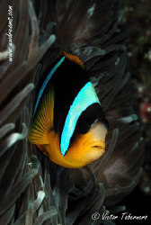 Clown fish with a small parasite in the fronthead by Victor Tabernero 